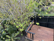 Thumbnail image of New Lynn Waitakere City House - 15