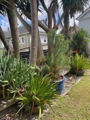 Thumbnail image of Onehunga Auckland City House - 31