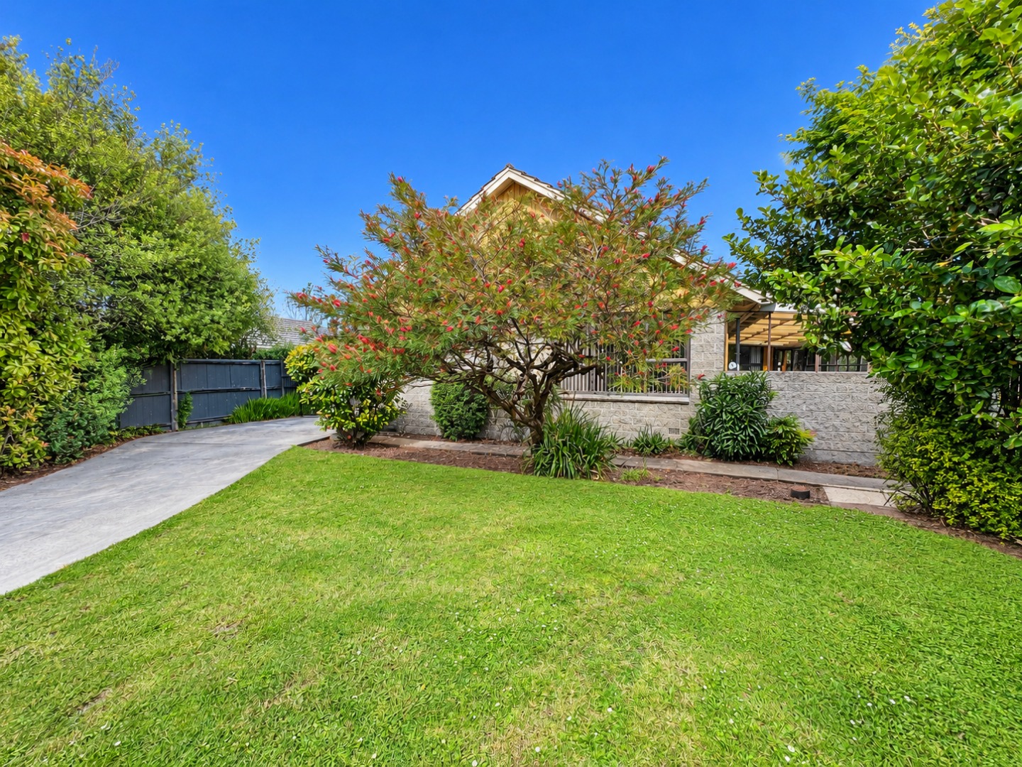 Lush Suburban Garden with Bottlebrush Tree